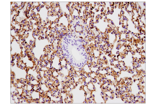 Immunohistochemistry Image 1: VISTA (D5L5T) XP<sup>®</sup> Rabbit mAb (BSA and Azide Free)