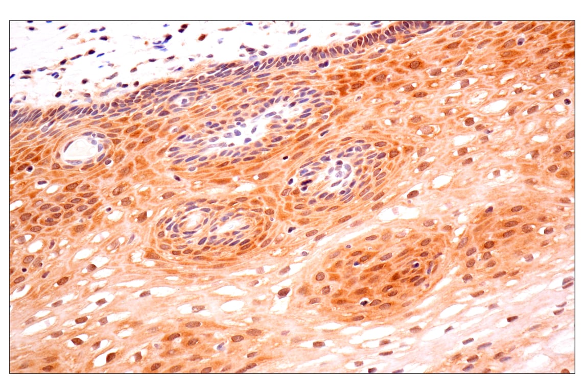 Immunohistochemistry Image 5: ACBP/DBI (E4V8V) XP<sup>®</sup> Rabbit mAb