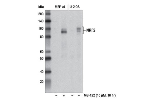 Western Blotting Image 1: NRF2 (D1Z9C) XP<sup>®</sup> Rabbit mAb