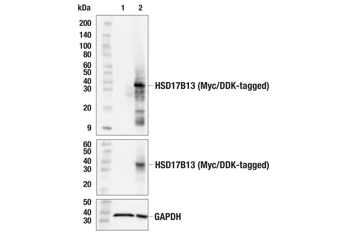 Western Blotting Image 2: HSD17B13 (E5K7Q) Rabbit mAb