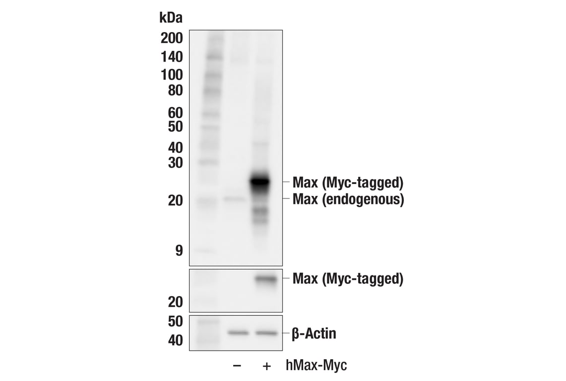 Western Blotting Image 2: Max (E6F6Y) Rabbit mAb
