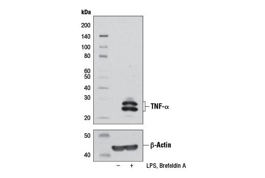 Western Blotting Image 1: TNF-α (D2D4) XP<sup>®</sup> Rabbit mAb