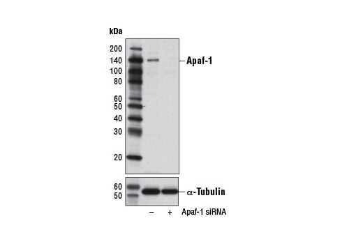 Western Blotting Image 1: Apaf-1 (D5C3) Rabbit mAb