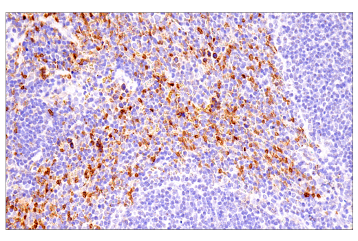 Immunohistochemistry Image 12: α-Synuclein (E4U2F) XP<sup>®</sup> Rabbit mAb (BSA and Azide Free)