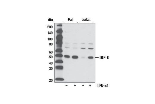 Western Blotting Image 1: IRF-8 (D20D8) Rabbit mAb