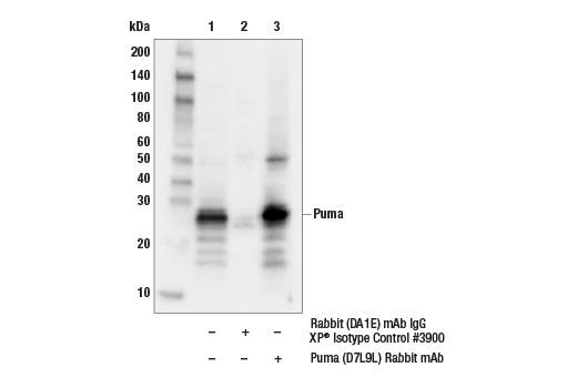 Immunoprecipitation Image 1: Puma (D7L9L) Rabbit mAb