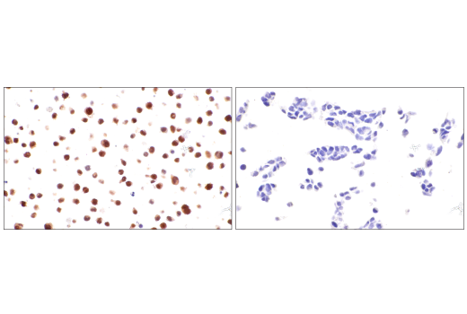 Immunohistochemistry Image 11: Bcl-3 (E4D4K) Rabbit mAb