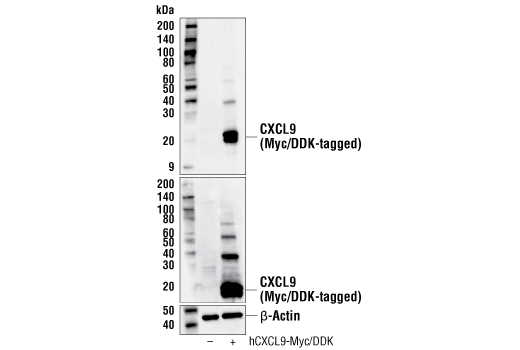 Western Blotting Image 2: CXCL9/MIG (E7X3P) Rabbit mAb