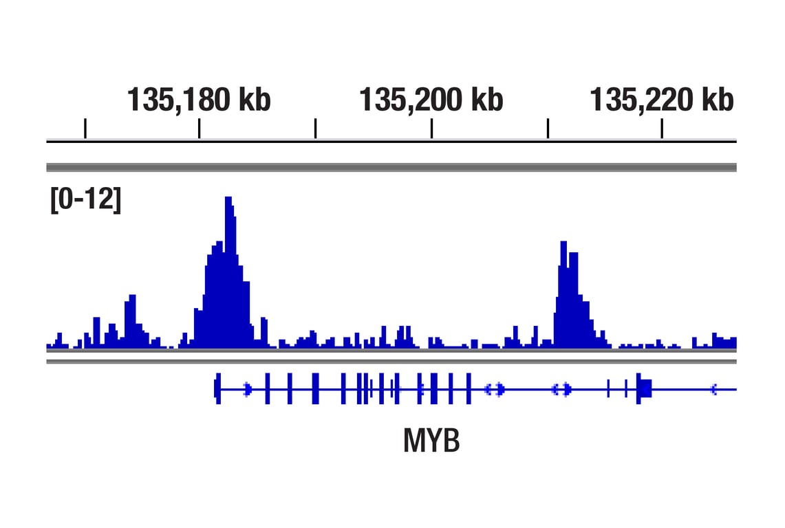 undefined Image 11: BAF Complex Antibody Sampler Kit II