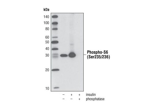 Western Blotting Image 1: Phospho-S6 Ribosomal Protein (Ser235/236) (D57.2.2E) XP<sup>®</sup> Rabbit mAb (Biotinylated)