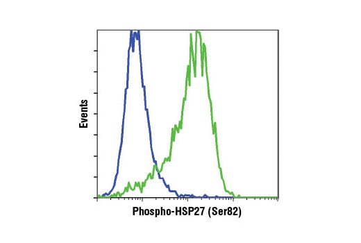 Flow Cytometry Image 1: Phospho-HSP27 (Ser82) (D1H2F6) XP<sup>®</sup> Rabbit mAb (BSA and Azide Free)