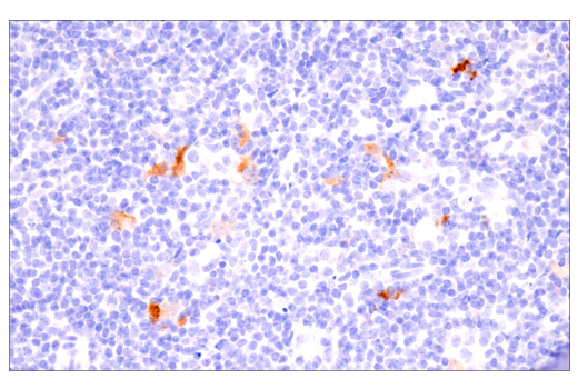 Immunohistochemistry Image 4: iNOS (E1W4J) Rabbit mAb