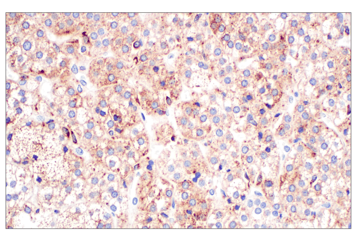 Immunohistochemistry Image 10: Cathepsin A (F8X9E) Rabbit mAb