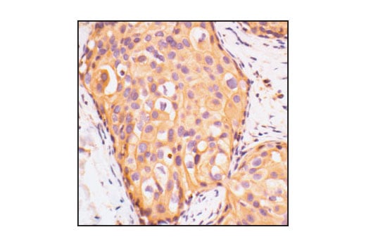 Immunohistochemistry Image 1: IGF-I Receptor β Antibody