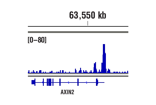 undefined Image 15: Cadherin-Catenin Antibody Sampler Kit
