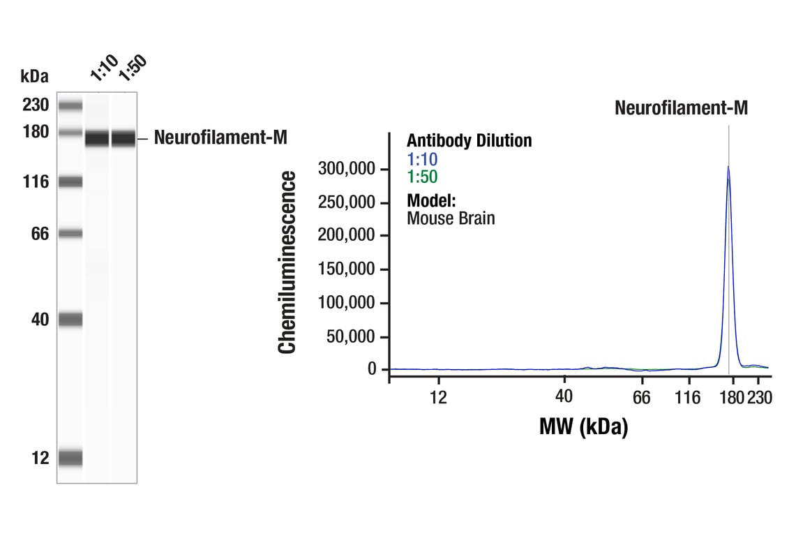 Western Blotting Image 1: Neurofilament-M (RMO 14.9) Mouse mAb