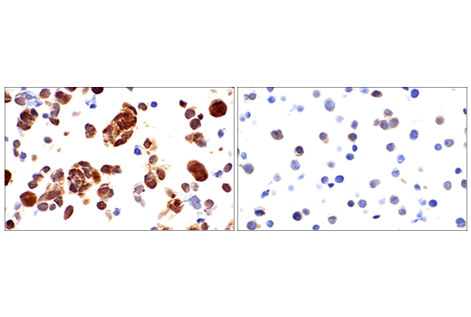 Immunohistochemistry Image 1: SOD1 (E4G1H) XP<sup>®</sup> Rabbit mAb