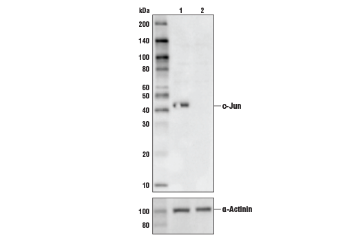 undefined Image 3: PhosphoPlus<sup>®</sup> c-Jun (Ser73) Antibody Duet