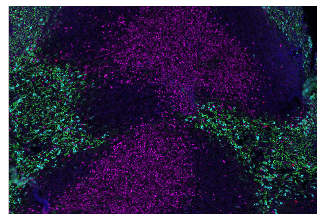 Immunohistochemistry Image 1: Granzyme B (E5V2L) & CO-0049-647 SignalStar<sup>™</sup> Oligo-Antibody Pair