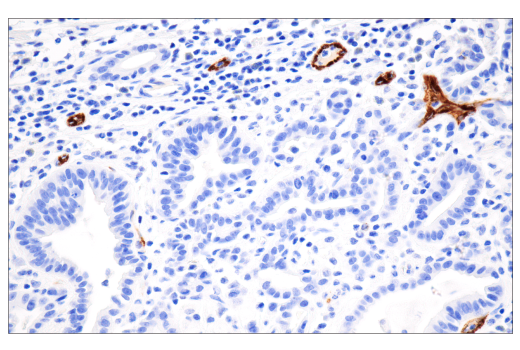 Immunohistochemistry Image 3: CD62P/P-Selectin (E8Q1W) XP<sup>®</sup> Rabbit mAb (BSA and Azide Free)