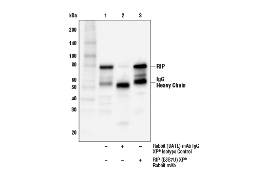 Immunoprecipitation Image 1: RIP (E8S7U) XP<sup>®</sup> Rabbit mAb