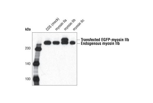 Western Blotting Image 1: Myosin IIb Antibody