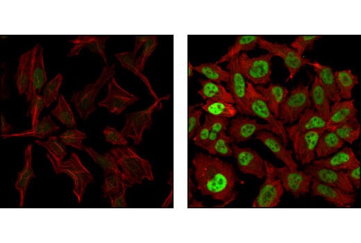 Immunofluorescence Image 1: c-Fos (9F6) Rabbit mAb (BSA and Azide Free)