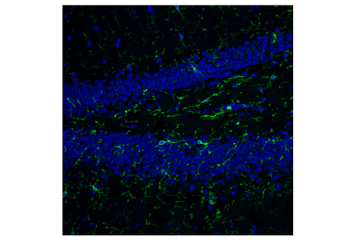 Immunofluorescence Image 2: F4/80 (D4C8V) XP<sup>®</sup> Rabbit mAb (Alexa Fluor<sup>®</sup> 488 Conjugate)