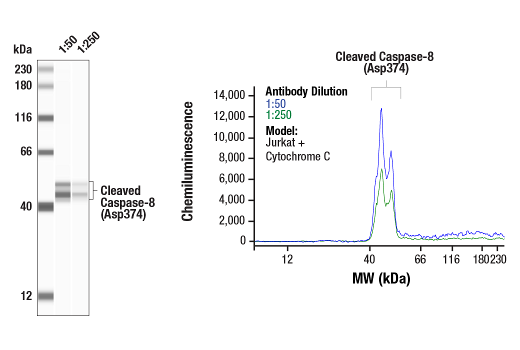 Western Blotting Image 1: Cleaved Caspase-8 (Asp374) (E6H8S) Rabbit mAb
