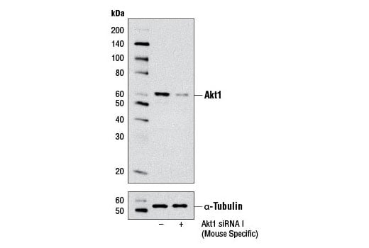 undefined Image 1: SignalSilence<sup>®</sup> Akt1 siRNA I (Mouse Specific)