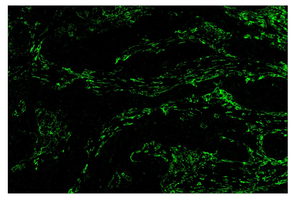 Immunohistochemistry Image 2: CD16 (D1N9L) & CO-0031-594 SignalStar<sup>™</sup> Oligo-Antibody Pair