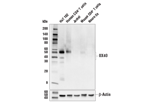 Western Blotting Image 2: OX40 (E9U7O) XP<sup>®</sup> Rabbit mAb (BSA and Azide Free)