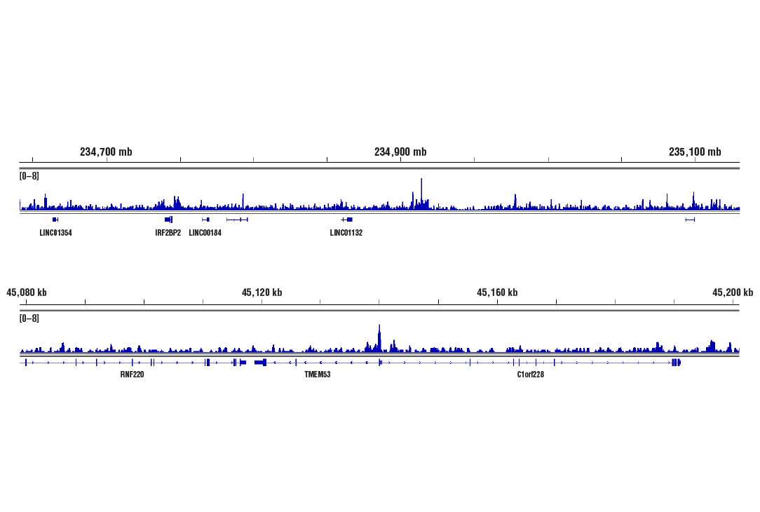CUT & RUN Image 2: BRD4 (E2A7X) Rabbit mAb