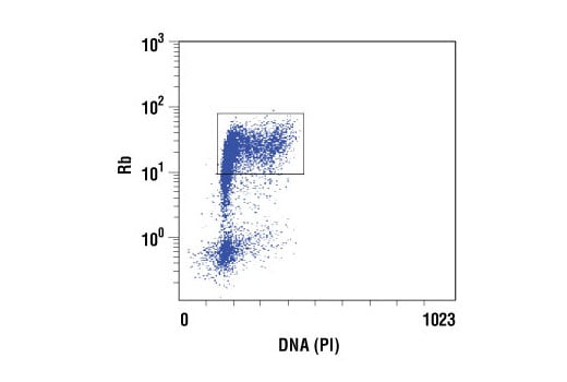 Flow Cytometry Image 1: Rb (4H1) Mouse mAb