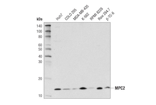 Western Blotting Image 1: MPC2 (D4I7G) Rabbit mAb