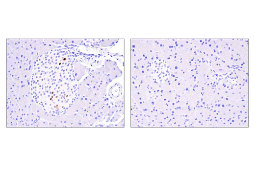 Immunohistochemistry Image 1: Cre Recombinase (D7L7L) XP<sup>®</sup> Rabbit mAb (BSA and Azide Free)