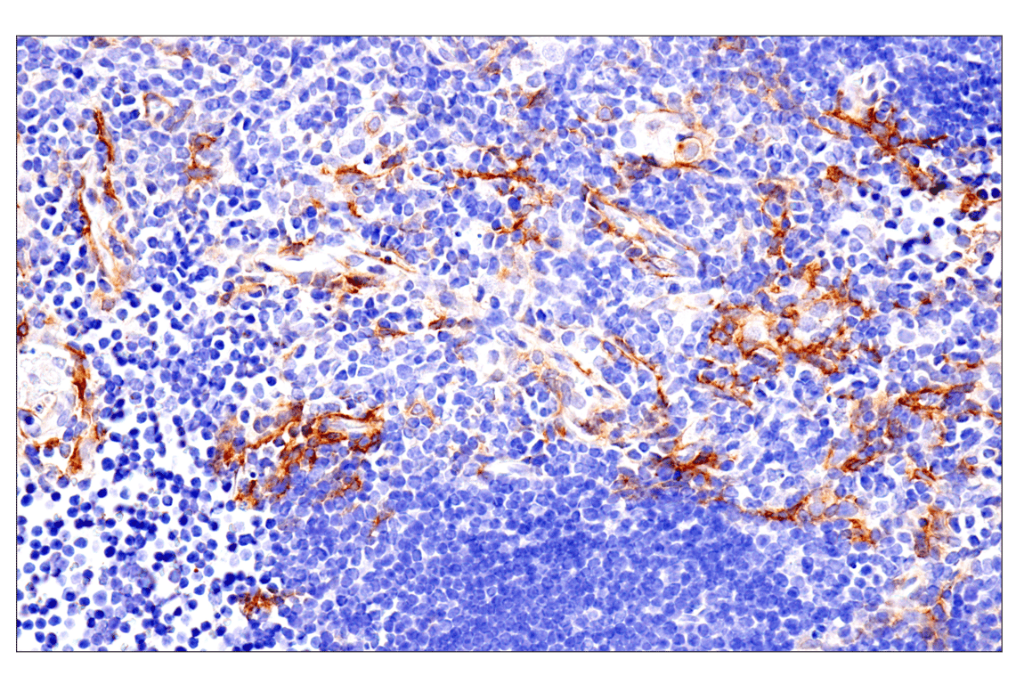 Immunohistochemistry Image 17: p75NTR (E7I3M) Rabbit mAb