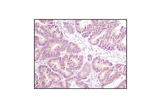 Immunohistochemistry Image 1: Axin1 (C76H11) Rabbit mAb (BSA and Azide Free)