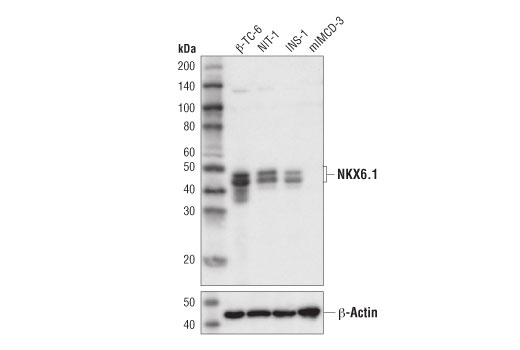 Western Blotting Image 1: NKX6.1 (D8O4R) Rabbit mAb (BSA and Azide Free)