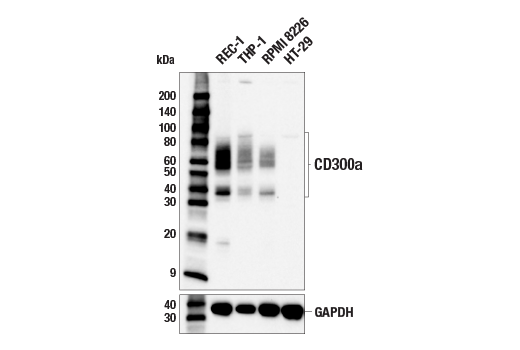 Western Blotting Image 2: CD300a (E6B9T) Rabbit mAb