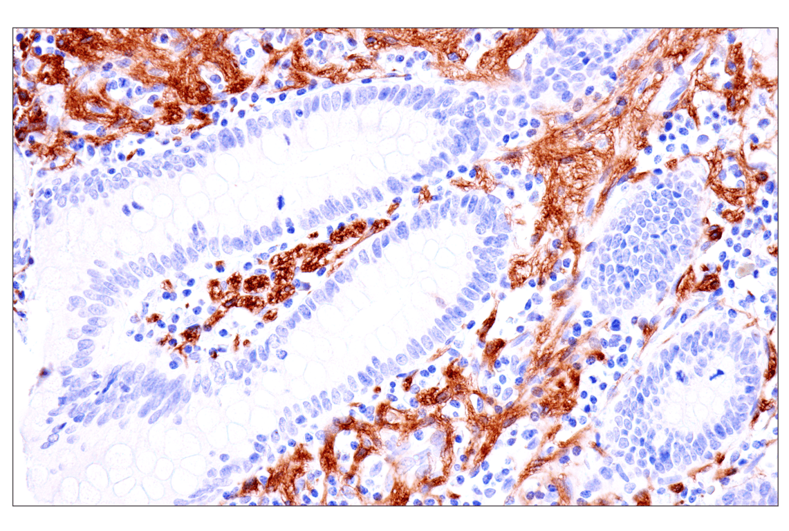 Immunohistochemistry Image 13: p75NTR (E7I3M) Rabbit mAb