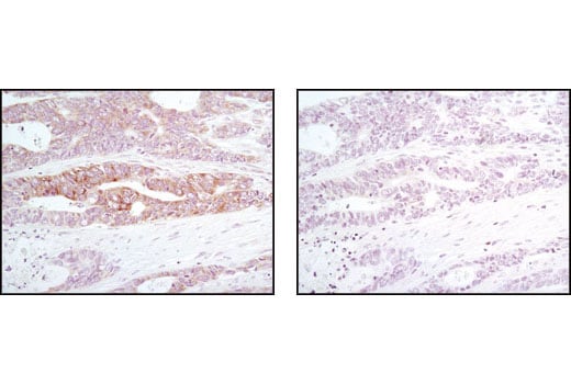 undefined Image 15: Host Cell Viral Restriction Factor Antibody Sampler Kit