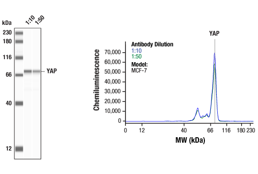 Western Blotting Image 1: YAP (D8H1X) XP<sup>®</sup> Rabbit mAb