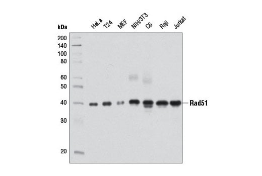 undefined Image 10: Homologous Recombination (HR) DNA Repair Antibody Sampler Kit