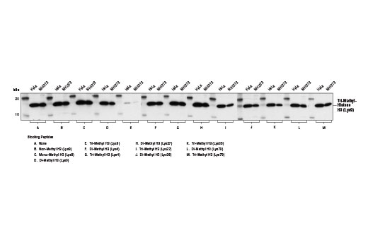 Western Blotting Image 2: Tri-Methyl-Histone H3 (Lys9) (D4W1U) Rabbit mAb (BSA and Azide Free)