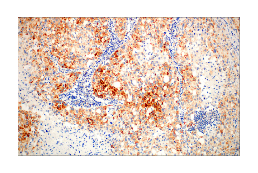 undefined Image 24: Pro-Apoptosis Bcl-2 Family Antibody Sampler Kit II