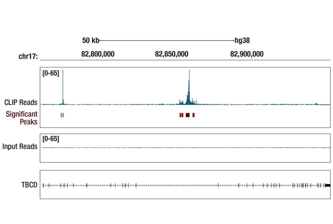 eCLIP Image 1: BRD4 (E2A7X) Rabbit mAb