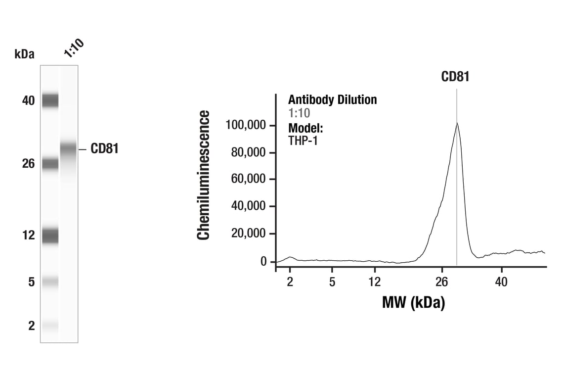 Western Blotting Image 1: CD81 (D3N2D) Rabbit mAb