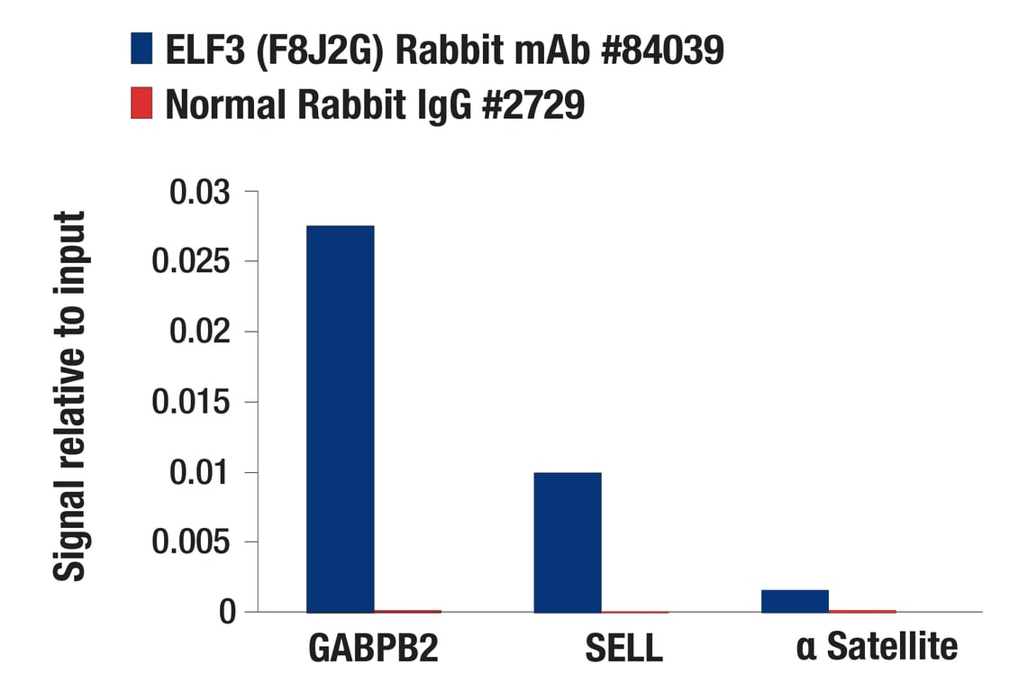 Chromatin Immunoprecipitation Image 3: ELF3 (F8J2G) Rabbit mAb