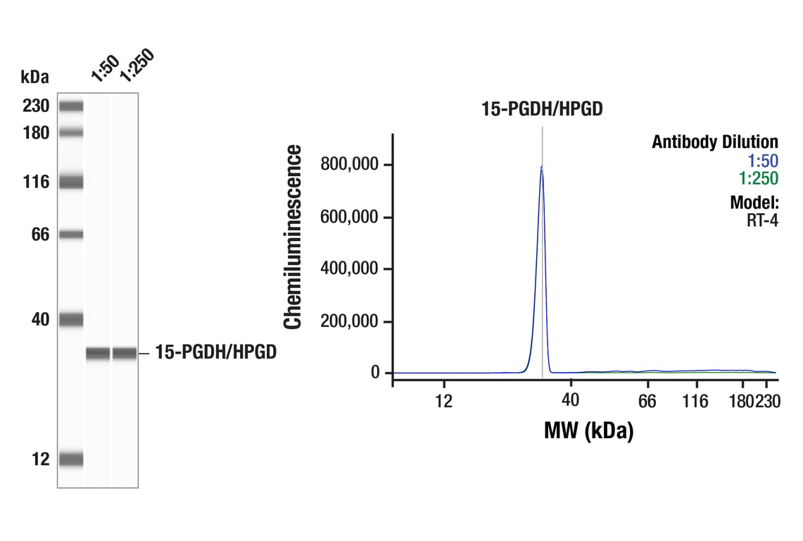 Western Blotting Image 1: 15-PGDH/HPGD (E9H7W) Rabbit mAb
